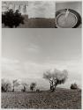 Olive Grove