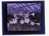 Lillies