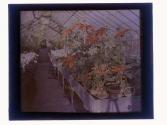 [Greenhouse flowers]