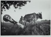 Farmers and Bullocks, India