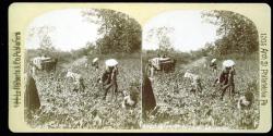 Cotton Picking near Atlanta, Georgia