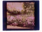 [Flowers - Highland Park(?)]