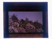 [Highland (?) Park view]