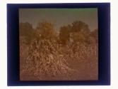 [Cornstalks]