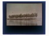 [Island of trees along river]