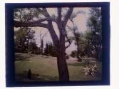 [Oak [?] trees in garden]