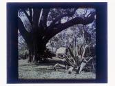 [Oak [?] tree and plants in garden]