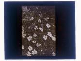 White Cherokee Rose