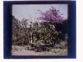 [Garden]