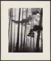 Pines In Fog