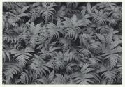 Ferns, Spring