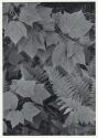 Leaves and Ferns, Summer