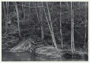 Trees, Rocks, and Water, Spring