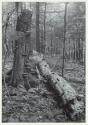 Fallen Tree, Summer