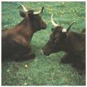 [Cows]