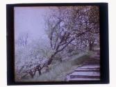 [Trees and stairs]