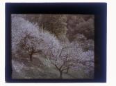 [Trees in bloom]