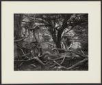 Ten Photographs