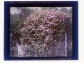 [Garden view]