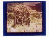 [House and garden]