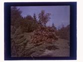 [Durand - Eastman (?) Park]