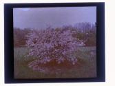 [Tree in bloom]