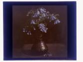 Blubells Mertensia