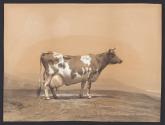 [Cow]