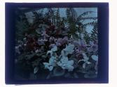 [Garden flowers]