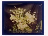 [Flowers]