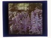 [Flowers in conservatory]