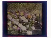 [Flowers in conservatory]