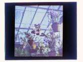 [Flowers in conservatory]