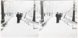 Effet de givre au Par de la Tête d'Or