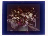 [Potted flowers]