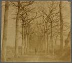 [Man standing on tree lined road]