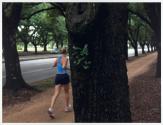 Live Oak Tree Allée (Quercus Virginiana), Houston, Texas