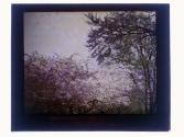 [Trees]
