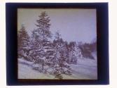 [Evergreen trees covered in snow]