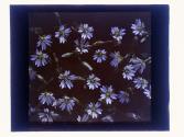 Chickweed