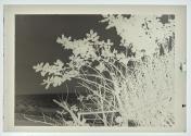 Dark Branch & Shining Sea (19)37