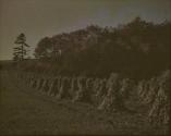 [Corn stalks in field]