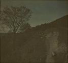 [Landscape with sheep]