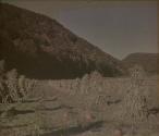 [Cornstalks in field]