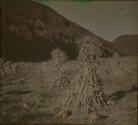 [Cornstalks in field]