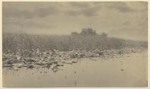 Water Lilies