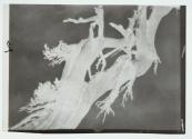 [The Dragon Tree]