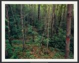 Music I, Ellicottville, New York