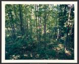Music II, Ellicottville, New York