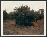 Falling Oranges, Lutz, Florida